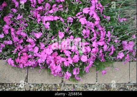 Rosa Moos Phlox (Phlox subulata) McDaniels Kissen blühen im Mai in einem Garten Stockfoto