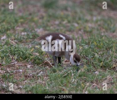 Ein ägyptischer Gänseküken, der sich auf Gras im Elmendorf Lake Park, San Antonio ernährt. Stockfoto