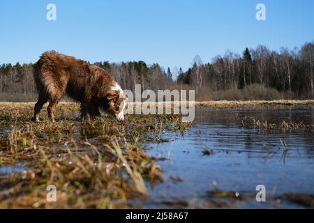 Australian Shepherd Welpe steht in Pfütze und schnüffelt oder will Wasser trinken. Australian Shepherd ist schmutzig und glücklich auf dem Spaziergang draußen. Vollblut-Do Stockfoto