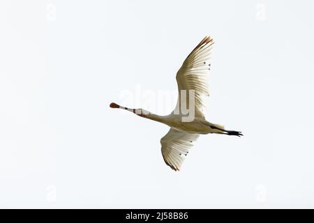 Unreife eurasische Löffler (Platalea leucorodia) fliegen über Burnham Norton Norfolk GB UK April 2022 Stockfoto