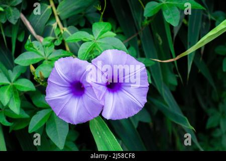 Ipomoea cairica ist eine ringende, krautige, mehrjährige Pflanze mit Palmatenblättern und großen, auffälligen weißen bis Lavendelblüten. Ich, eine Art von Morgenglanz Stockfoto