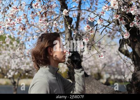 Langhaariger junger Mann, der in einem Mandelhain Blumen vom Baum riecht Stockfoto