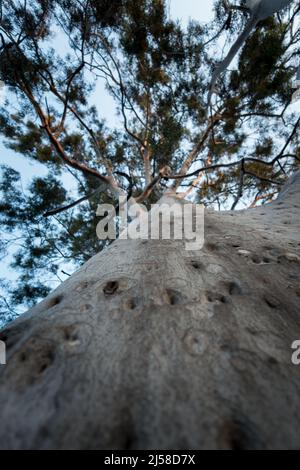 Eukalyptus ist eine Gattung von über siebenhundert Arten von blühenden Bäumen, Sträuchern oder Mallen in der Myrtenfamilie Myrtacea Stockfoto