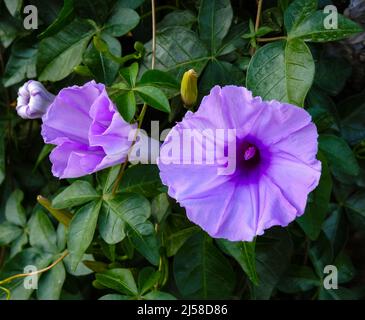 Ipomoea cairica ist eine ringende, krautige, mehrjährige Pflanze mit Palmatenblättern und großen, auffälligen weißen bis Lavendelblüten. Ich, eine Art von Morgenglanz Stockfoto