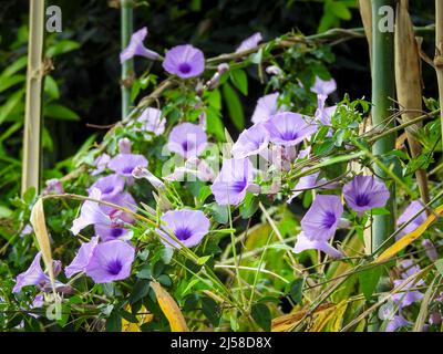 Ipomoea cairica ist eine ringende, krautige, mehrjährige Pflanze mit Palmatenblättern und großen, auffälligen weißen bis Lavendelblüten. Ich, eine Art von Morgenglanz Stockfoto