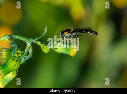 Makrofoto des schwarzfußigen Globetails im Frühjahr. Stockfoto