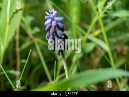 Nahaufnahme der Traubenhyazinthe. Stockfoto