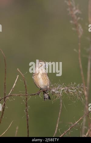 Linnet (Carduelis cannabina) Weibchen sammelt Nestmaterial Bowthorpe Norwich UK GB April 2022 Stockfoto