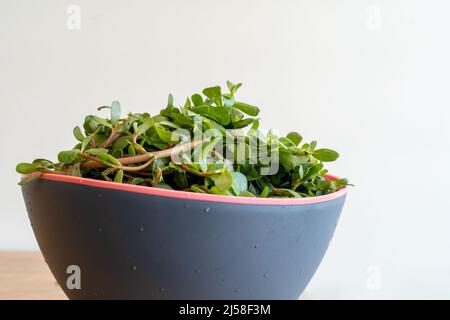 Nahaufnahme des grünen frischen rohen Purslanes in der Schüssel. Stockfoto