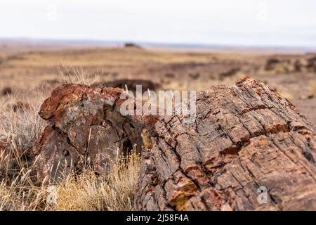 Blick über zerbrochene versteinerte Baumstämme mit Achathaus am Horizont im Petrified Forest National Park Stockfoto