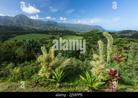 Das Hanalei Tal, die Hanalei Bucht und die Berge dahinter von einem Aussichtspunkt in der Nähe von Princeville, Kauai, Hawaii. Im Vordergrund befindet sich ein Strauch namens Song o Stockfoto
