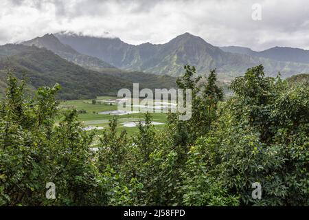 Ein Blick auf das Hanalei-Tal und kultivierte und überflutete Tarofelder von einem Aussichtspunkt in der Nähe von Princeville, Kauai, Hawaii. Im Hintergrund sind drei Spitzen zu sehen Stockfoto