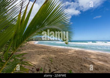 Am Strand der Hanalei Bay auf der Insel Kauai, Hawaii, USA, wächst eine junge Palme. Fotografiert mit einem Fischaugenobjektiv, das Stockfoto