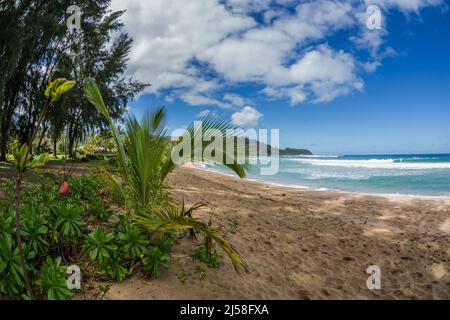 Am Strand der Hanalei Bay auf der Insel Kauai, Hawaii, USA, wächst eine junge Palme. Daneben gibt es Strandkohl oder Meeressalat Stockfoto