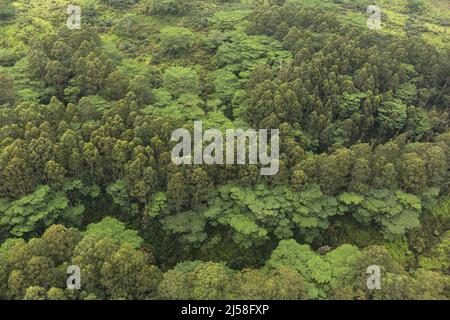 Ein Hain mit invasiven australischen Paperbark- oder Melaleuca-Bäumen, Melaleuca quinquenervia und Molukken-Albizia-Bäumen, Falcataria moluccana, auf der Insel Stockfoto