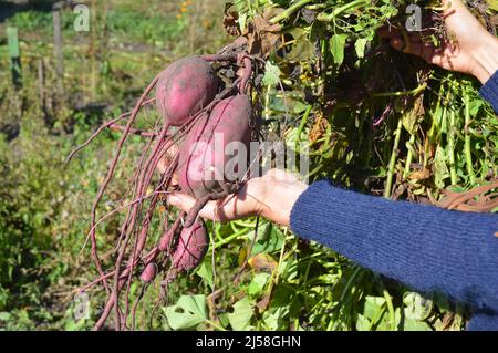 Süßkartoffeln, Yams ernten in der Hand des Gärtners. Stockfoto