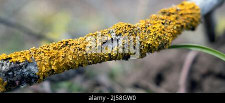 Xanthoria parietina, Ein Baum, der mit blättrigen Flechten in Nahaufnahme bedeckt ist Stockfoto