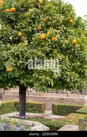 Blick auf einen grünen Orangenbaum mit reifen Zitrusfrüchten in den Gärten der mittelalterlichen Festung Alhambra in Granada, Andalusien, Spanien im Frühling Stockfoto