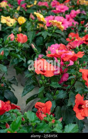 Viele verschiedene tropische und exotische Gartenpflanzen und farbenfrohe Hibiskusblüten zum Verkauf im spanischen Gartenladen an der Costa del Sol Stockfoto