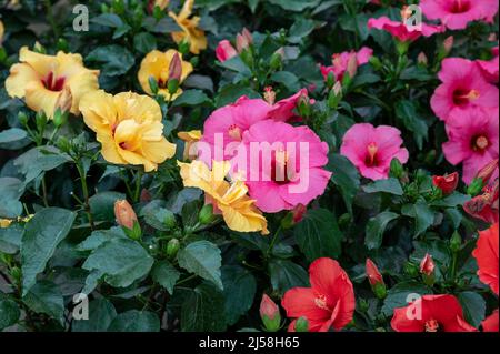 Viele verschiedene tropische und exotische Gartenpflanzen und farbenfrohe Hibiskusblüten zum Verkauf im spanischen Gartenladen an der Costa del Sol Stockfoto