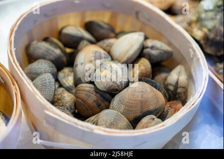 Frische, ungekochte Vongole Venusmuscheln für die Herstellung von italienischen Meeresfrüchten Gericht Spaghetti Vengole zum Verkauf auf dem italienischen Markt Stockfoto