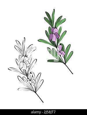 Rosmarin mit Blüten isoliert auf weißem Hintergrund. Handgezeichnet im Doodle-Stil. Kontur Silhouette. Isoliert. Weißer Hintergrund. Vektorgrafik Stock Vektor