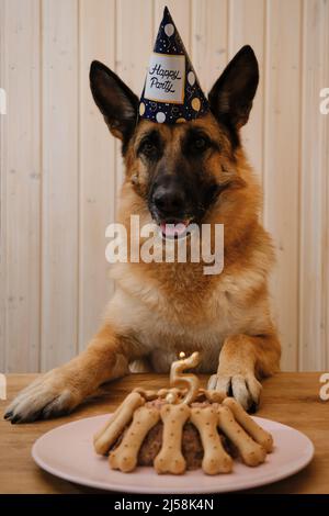 Geburtstagsfeier für Haustier. Kuchen aus Pastete und Keksen in Form von Knochen. Deutscher Schäferhund im Hut feiert Geburtstag von 5 Jahren zu Hause Sitz Stockfoto