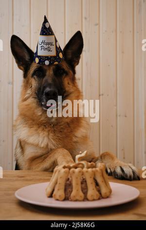 Geburtstagsfeier für Haustier. Kuchen aus Pastete und Keksen in Form von Knochen. Deutscher Schäferhund im Hut feiert Geburtstag von 5 Jahren zu Hause Sitz Stockfoto