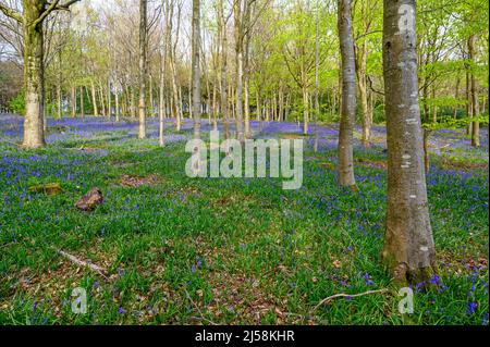 Wald mit Glockenblumen an den nördlichen Hängen des Leith Hill in der Nähe von Holmbury St Mary. Teil der Surrey Hills Gegend von außergewöhnlicher natürlicher Schönheit. Stockfoto