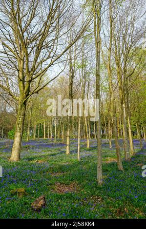 Wald mit Glockenblumen an den nördlichen Hängen des Leith Hill in der Nähe von Holmbury St Mary. Teil der Surrey Hills Gegend von außergewöhnlicher natürlicher Schönheit. Stockfoto