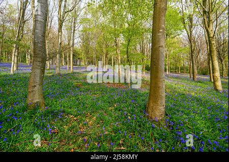 Wald mit Glockenblumen an den nördlichen Hängen des Leith Hill in der Nähe von Holmbury St Mary. Teil der Surrey Hills Gegend von außergewöhnlicher natürlicher Schönheit. Stockfoto