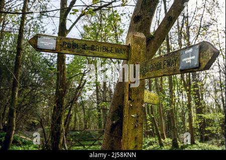 Leith Hill bei Holmbury St Mary, Surrey, Großbritannien: Ein Wegweiser auf dem Greensand Way zwischen Leith Hill und Holmbury Hill. Teil der Surrey Hills. Stockfoto