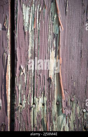 Die verblassende violette Farbe blättert von den Zedernplanken einer alten Scheune in der Nähe von Almont, Michigan, USA. Stockfoto