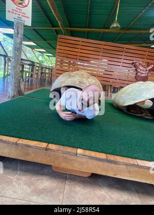 Tourist posiert für Fotos, kriecht aus einer riesigen Schildkrötenschale bei El Chato Galapagos, einem geschützten Ort, an dem Galapagos-Riesenschildkröten herumlaufen. Stockfoto