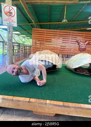 Tourist posiert für Fotos, kriecht aus einer riesigen Schildkrötenschale bei El Chato Galapagos, einem geschützten Ort, an dem Galapagos-Riesenschildkröten herumlaufen. Stockfoto