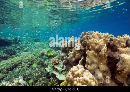 Unberührte Steinkorallen mit Staghorn Acrapora und Steinkorallen, Raja Ampat Indonesien. Stockfoto