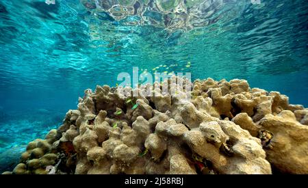 Unberührte Steinkorallen mit Staghorn Acrapora und Steinkorallen, Raja Ampat Indonesien. Stockfoto