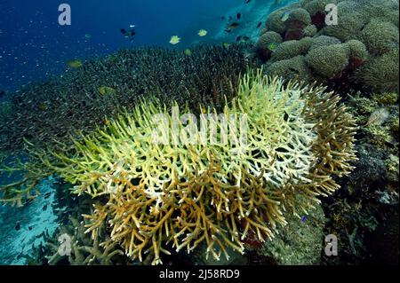 Bleichende Hirschhornteller-Koralle stirbt langsam ab. Tote Teile wurden bereits von Algen bedeckt. Raja Ampat Indonesien.
