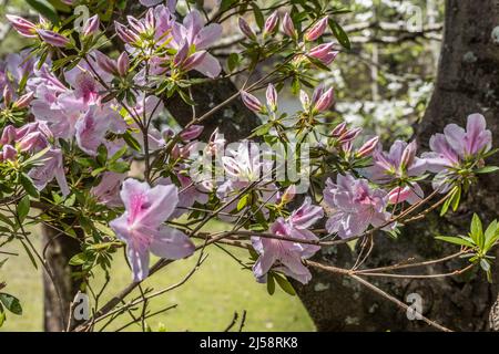 Große rosa Azaleen Blumen gerade beginnen zu öffnen, mit mehreren Knospen bereit, um aus der Nähe mit anderen Bäumen im Hintergrund an einem sonnigen Tag in s zu blühen Stockfoto