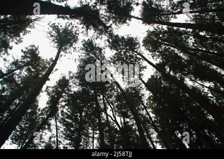 Blick nach oben auf den Pinienwald am Abend Stockfoto