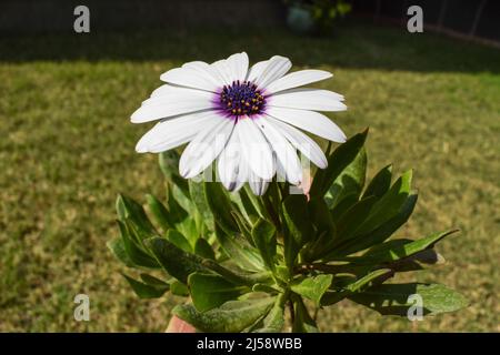 Weiße afrikanische Gänseblümchen-Blume mit violettem Zentrum auch bekannt als Osteospermum weiße frische Peals-Pflanze Stockfoto