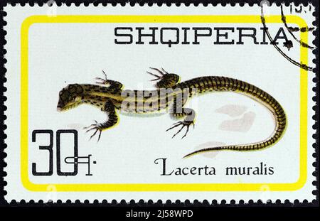 ALBANIEN - UM 1966: Eine in Albanien gedruckte Marke aus der 'Reptiles'-Ausgabe zeigt die Gemeine Mauereidechse (Lacerta muralis), um 1966. Stockfoto