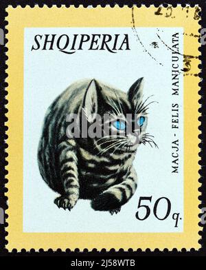 ALBANIEN - UM 1966: Eine in Albanien gedruckte Marke aus der Ausgabe 'Haustiere' zeigt Katze (Felis catus), um 1966. Stockfoto