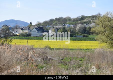 Sumpfland Thürer Wiesen im Frühjahr Stockfoto