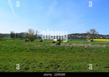 Sumpfland Thürer Wiesen im Frühjahr Stockfoto