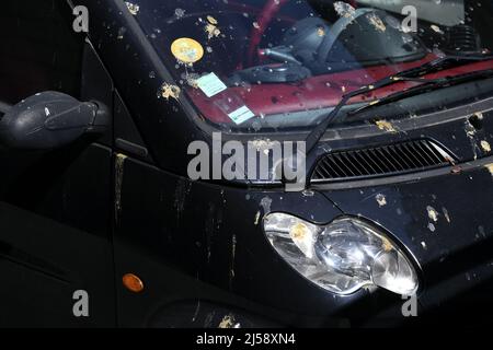 Taubenkot an einem Auto - Paris - Frankreich Stockfoto