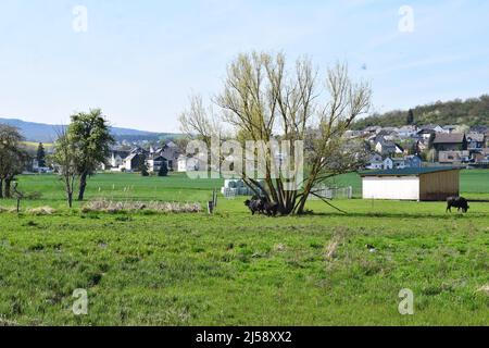 Sumpfland Thürer Wiesen im Frühjahr Stockfoto