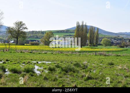 Sumpfland Thürer Wiesen im Frühjahr Stockfoto