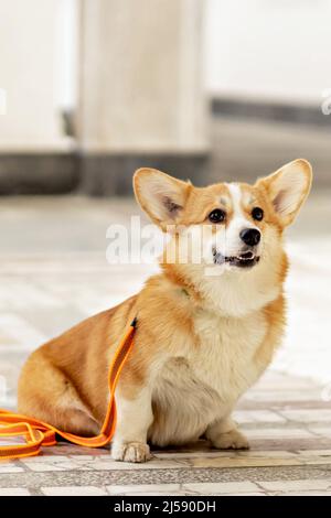 Ein rothaariger Corgi-Hund auf einem Spaziergang. Stockfoto