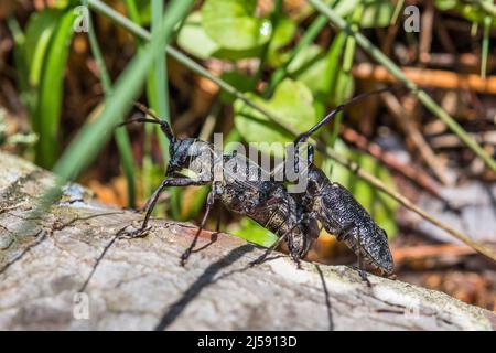 Monochamus galloprovincialis, der Kiefer-sägekäfer, auch als der Schwarzkiefer-sägekäfer bezeichnet, ist ein Käfer aus der Familie der Cerambycidae, der sich paart. Stockfoto